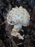 Amanita magniverrucata image