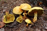Buchwaldoboletus sphaerocephalus image