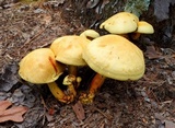Buchwaldoboletus sphaerocephalus image