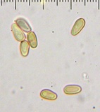 Buchwaldoboletus sphaerocephalus image
