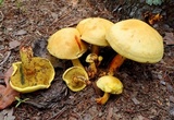 Buchwaldoboletus sphaerocephalus image