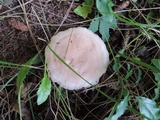 Lepista irina image