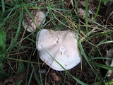 Lepista irina image