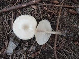 Melanoleuca alboflavida image