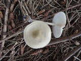 Melanoleuca alboflavida image