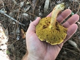 Xerocomus illudens image