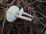 Lepiota subincarnata image