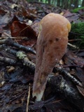Clavariadelphus occidentalis image
