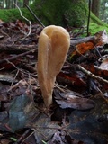Clavariadelphus occidentalis image