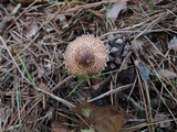 Lepiota fuscosquamea image