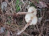Lepiota fuscosquamea image