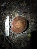 Onnia tomentosa image
