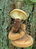 Tapinella atrotomentosa image