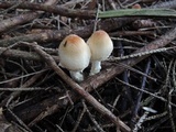Lepiota magnispora image