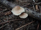 Lepiota magnispora image