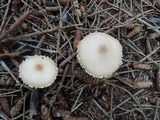 Lepiota magnispora image