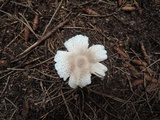 Lepiota clypeolaria image