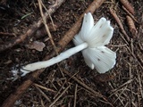 Lepiota clypeolaria image
