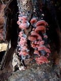 Crepidotus roseoornatus image