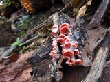 Crepidotus roseoornatus image