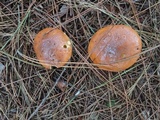 Suillus luteus image