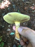 Suillus spraguei image
