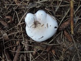 Lepista irina image