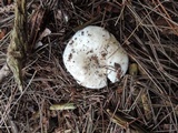 Russula densifolia image