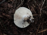 Russula densifolia image