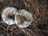 Russula densifolia image