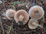 Clitocybe martiorum image