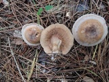 Clitocybe martiorum image