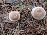 Clitocybe martiorum image