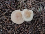 Clitocybe fragrans image