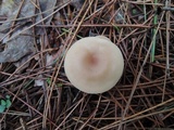 Clitocybe fragrans image