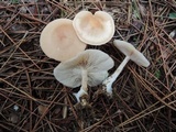Clitocybe fragrans image