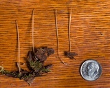 Macrotyphula juncea image