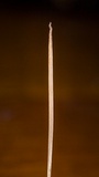Macrotyphula juncea image