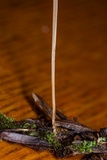Macrotyphula juncea image
