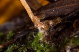 Macrotyphula juncea image
