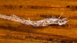 Macrotyphula juncea image