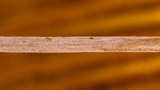 Macrotyphula juncea image