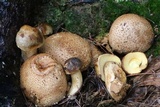 Pseudoboletus parasiticus image