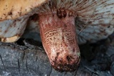 Russula ventricosipes image
