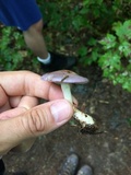 Cortinarius iodes image