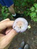 Cortinarius iodes image