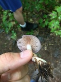 Cortinarius iodes image