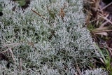 Cladonia subtenuis image