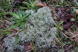 Cladonia subtenuis image