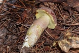 Boletus patrioticus image